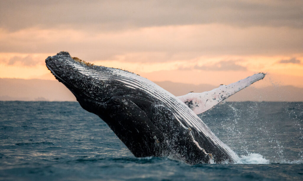 Soñar con una ballena