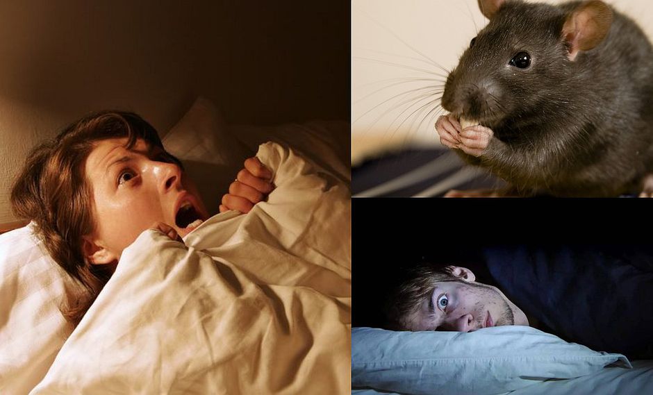 soñar con ratas