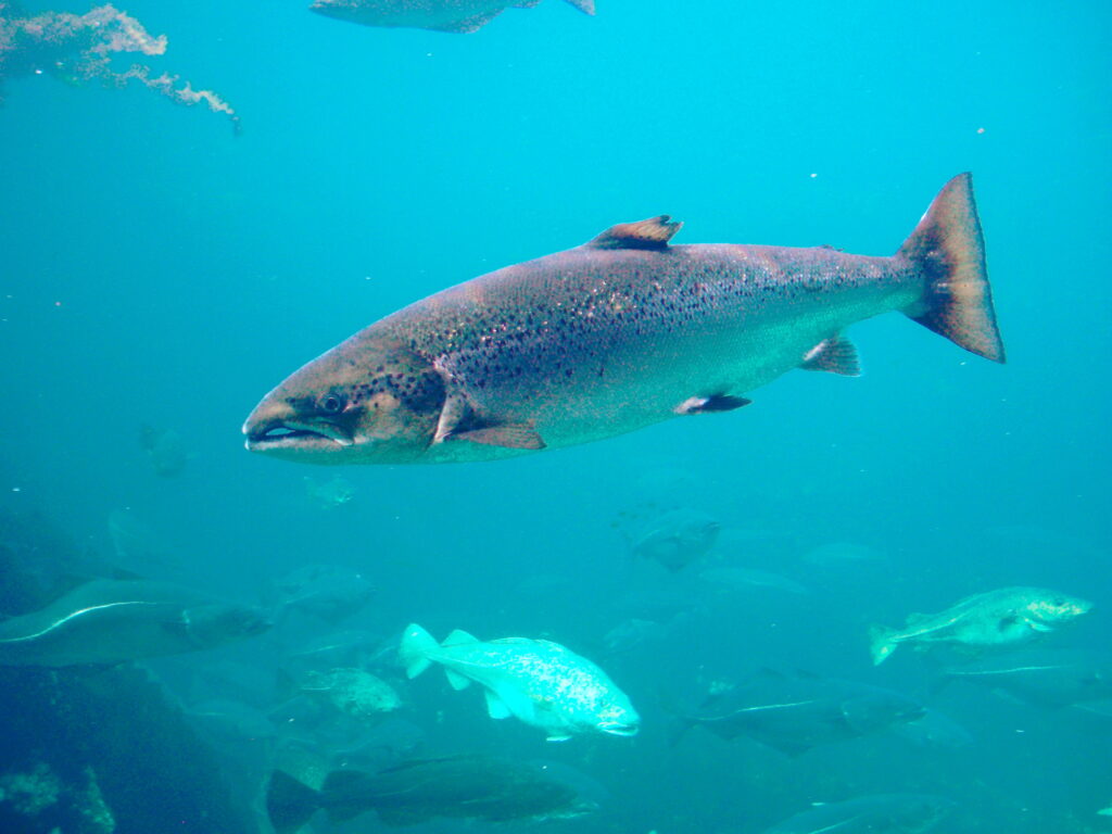 soñar con salmón