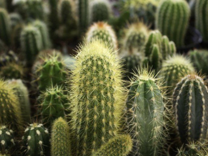 que significa soñar con un cactus