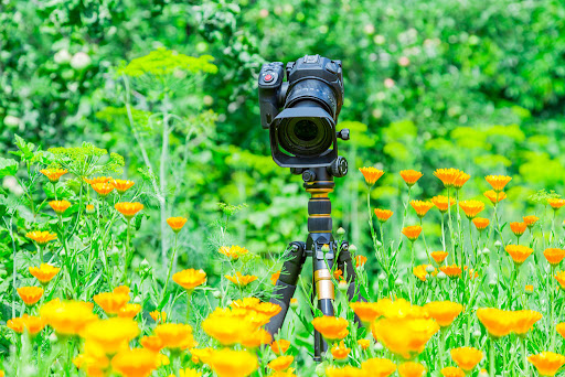 que significa soñar que tomas fotos a flores