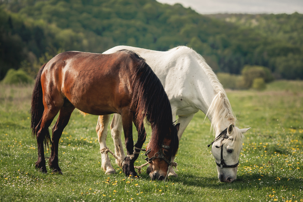 que significa soñar con un caballo