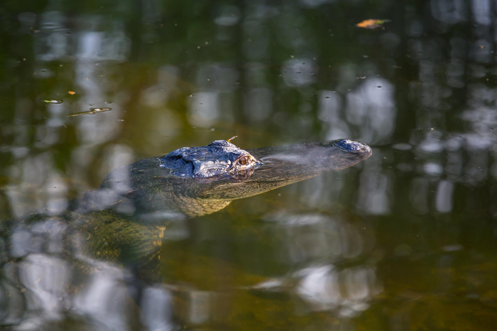 que significa soñar con un caiman