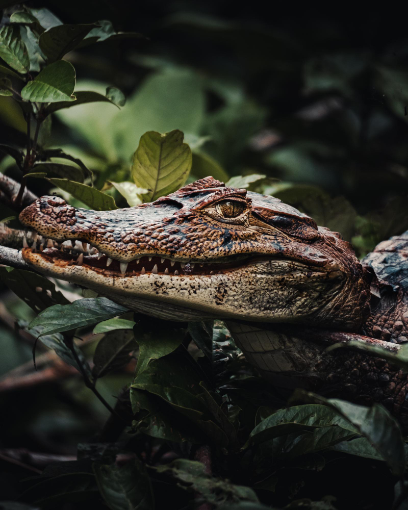 que significa soñar con un caiman