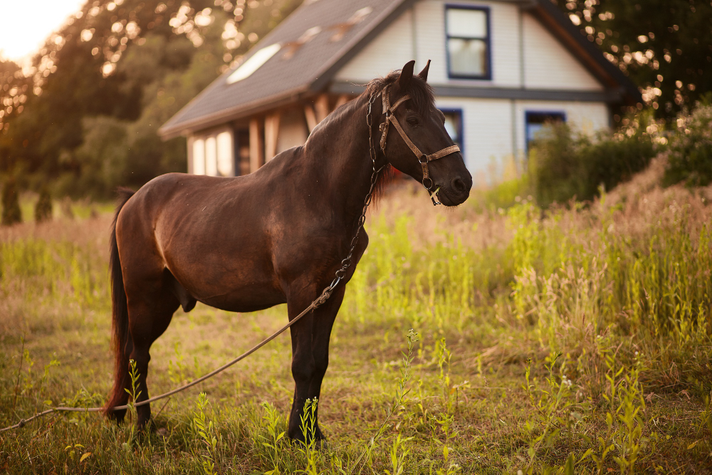 que significa soñar con un caballo