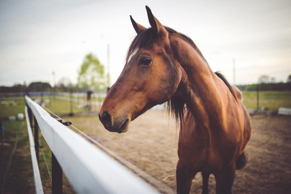 que significa soñar con un caballo