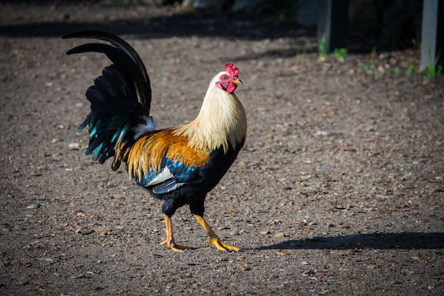 que significa soñar con un gallo