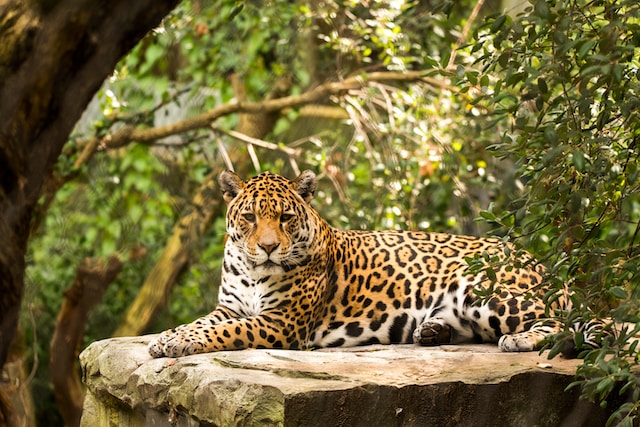 que significa soñar con un jaguar