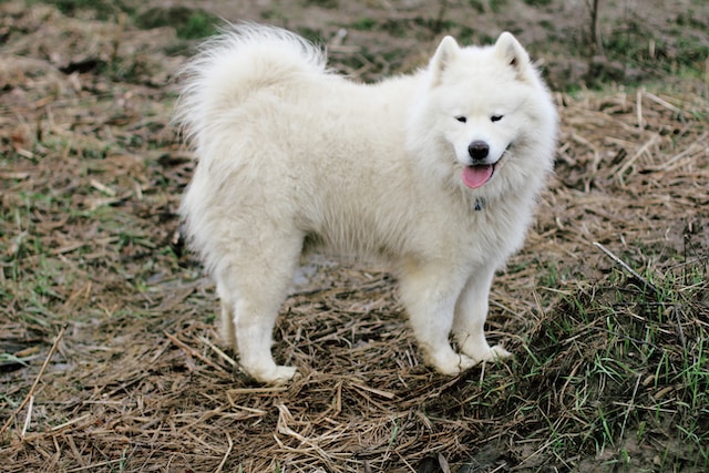 que significa soñar con un perro blanco 