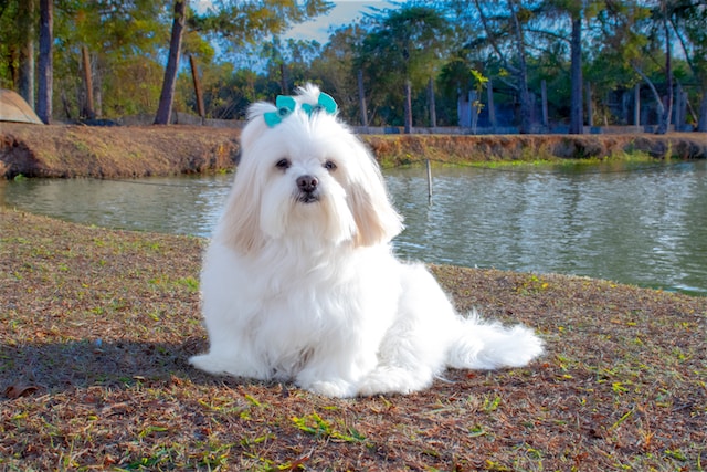 que significa soñar con un perro blanco 